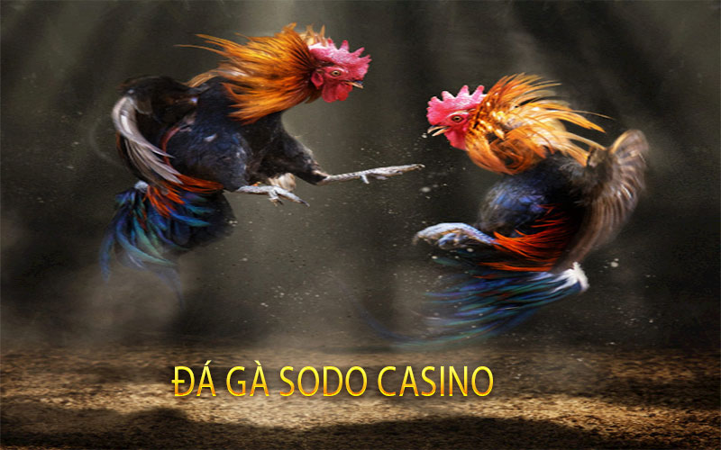 Đá Gà Sodo Casino
